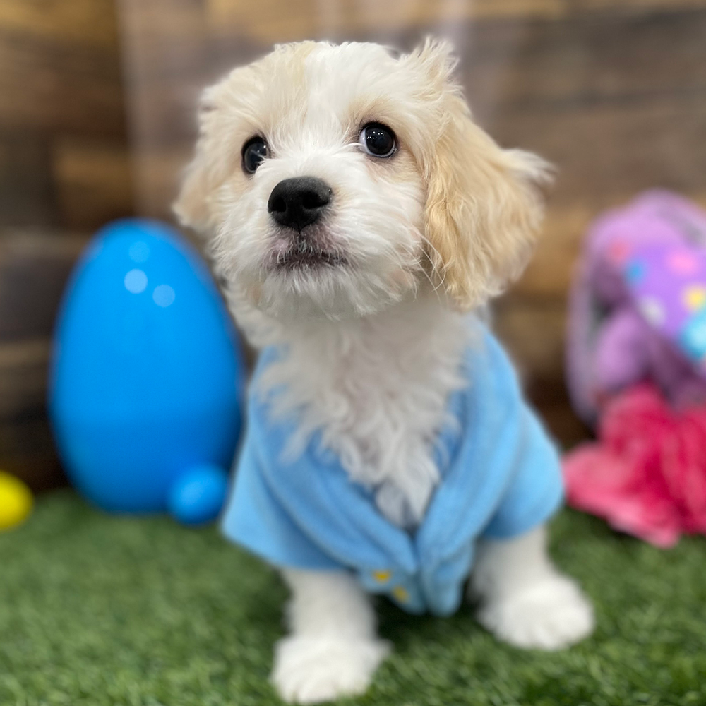 Male Cavachon Puppy for Sale in Braintree, MA
