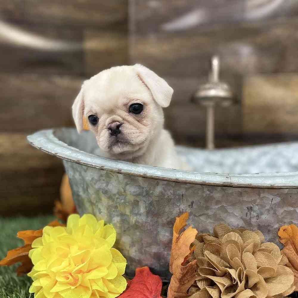 Female Pug Puppy for Sale in Braintree, MA