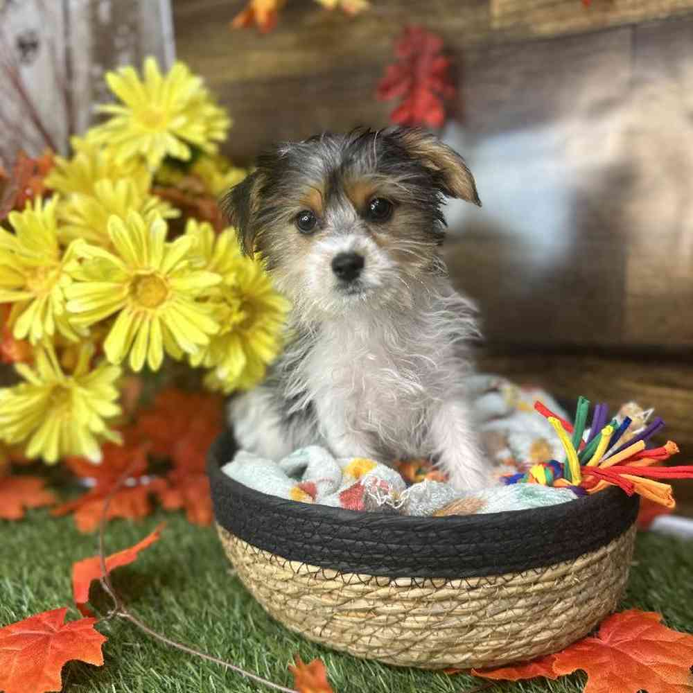 Male Biewer Yorkshire Terrier Puppy for Sale in Saugus, MA