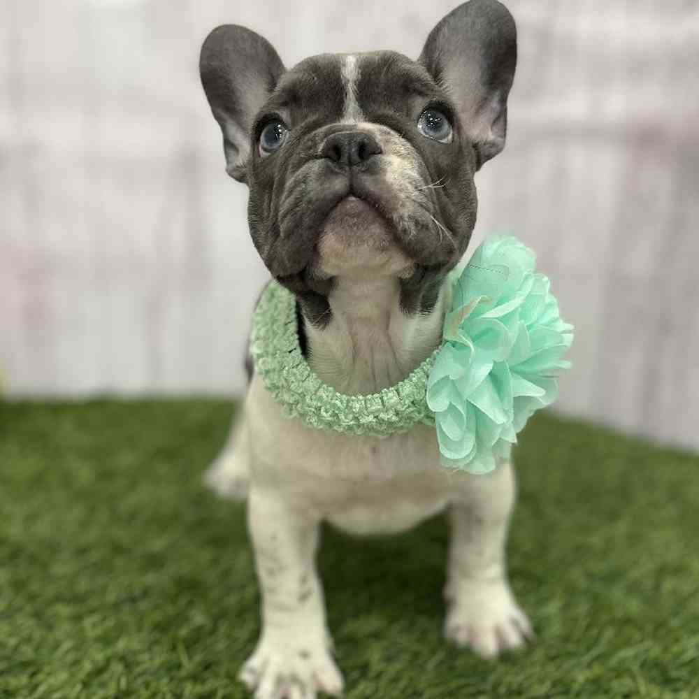 Female French Bulldog Puppy for Sale in Braintree, MA
