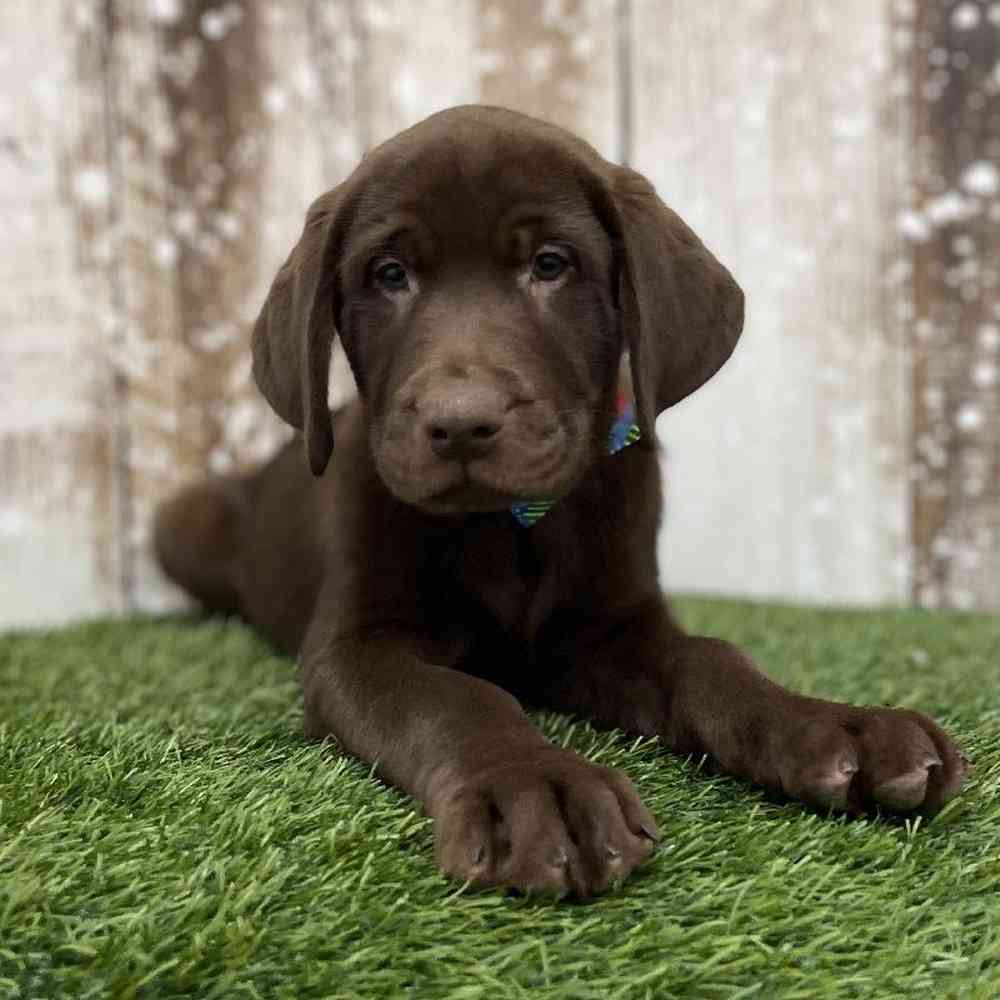 Male Labrador Retriever Puppy for Sale in Braintree, MA