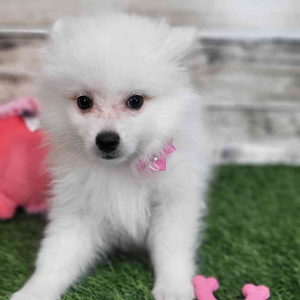 Female American Eskimo Puppy for Sale in Saugus, MA