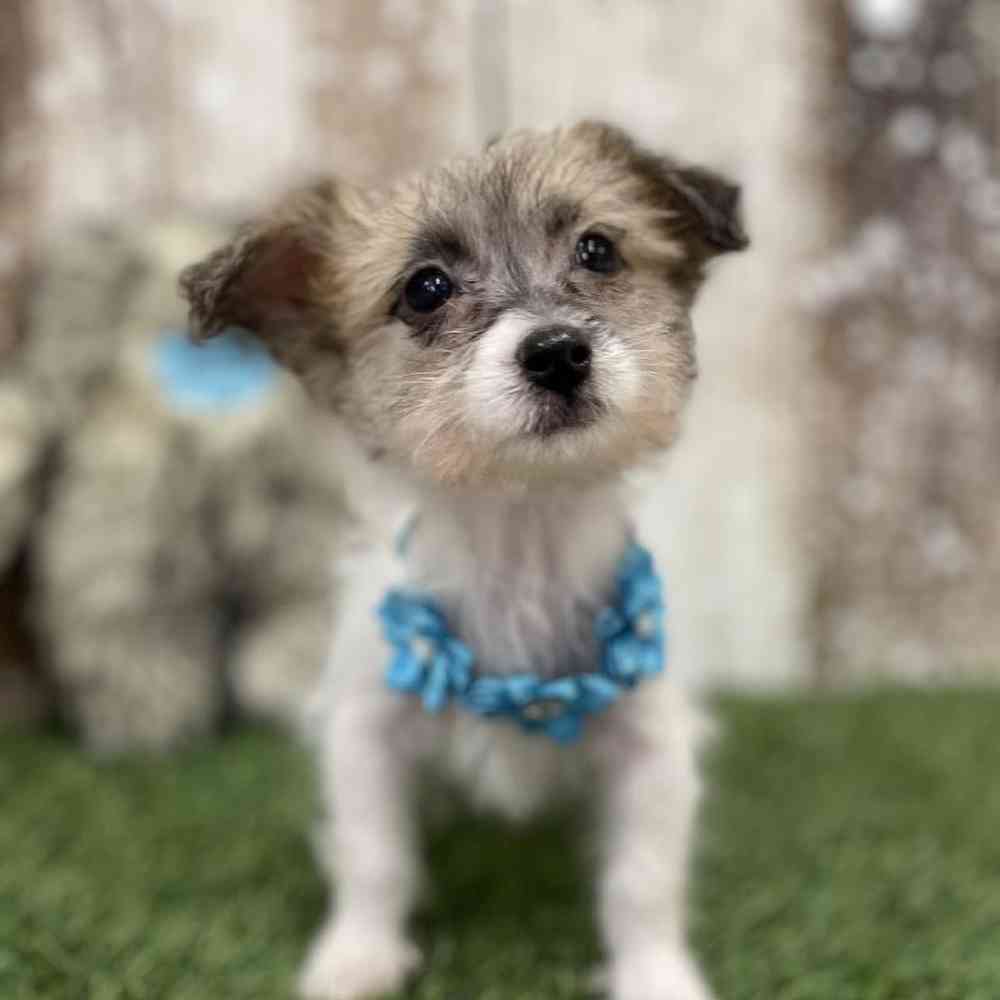 Female Yochon Puppy for Sale in Braintree, MA