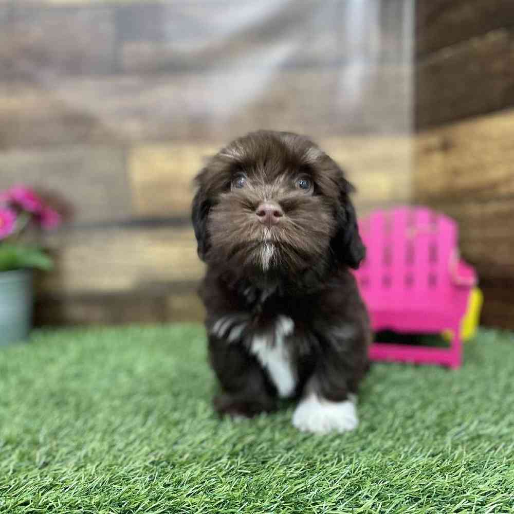 Male Havanese Puppy for Sale in Braintree, MA