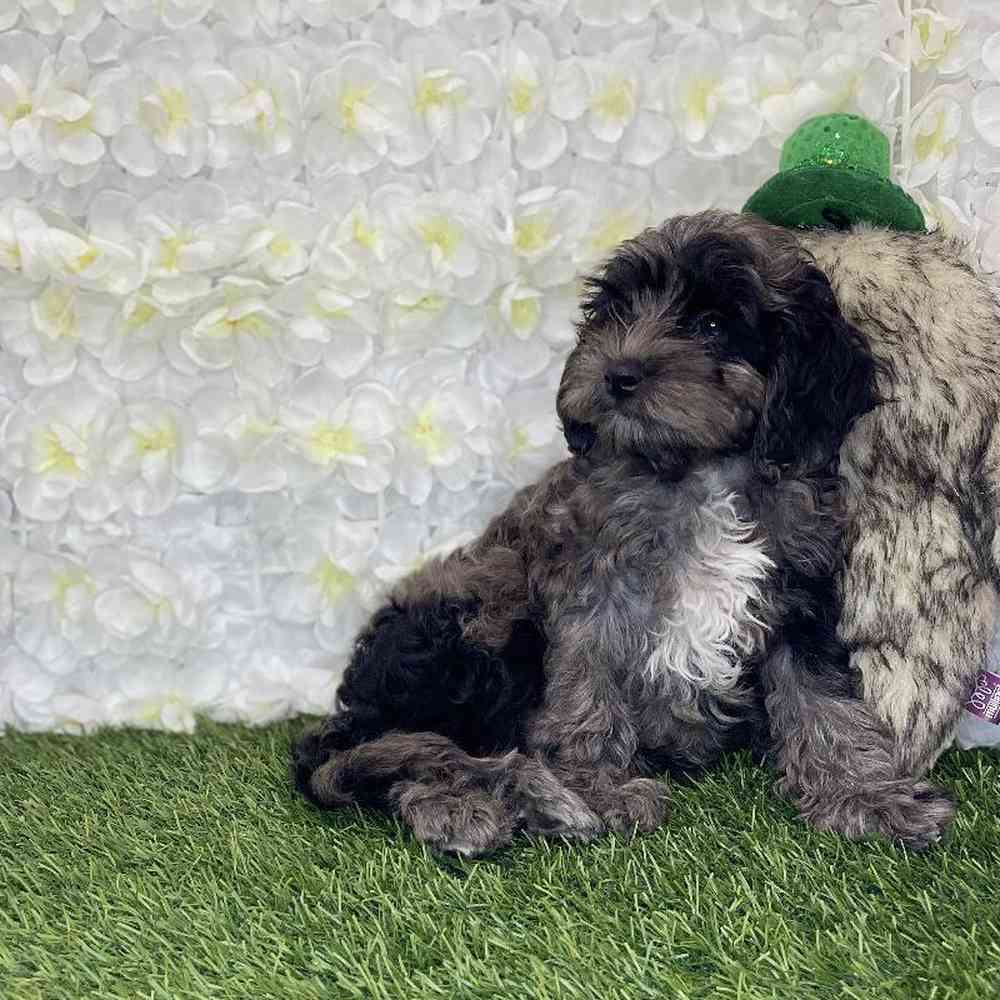 Male Cockapoo Puppy for Sale in Braintree, MA