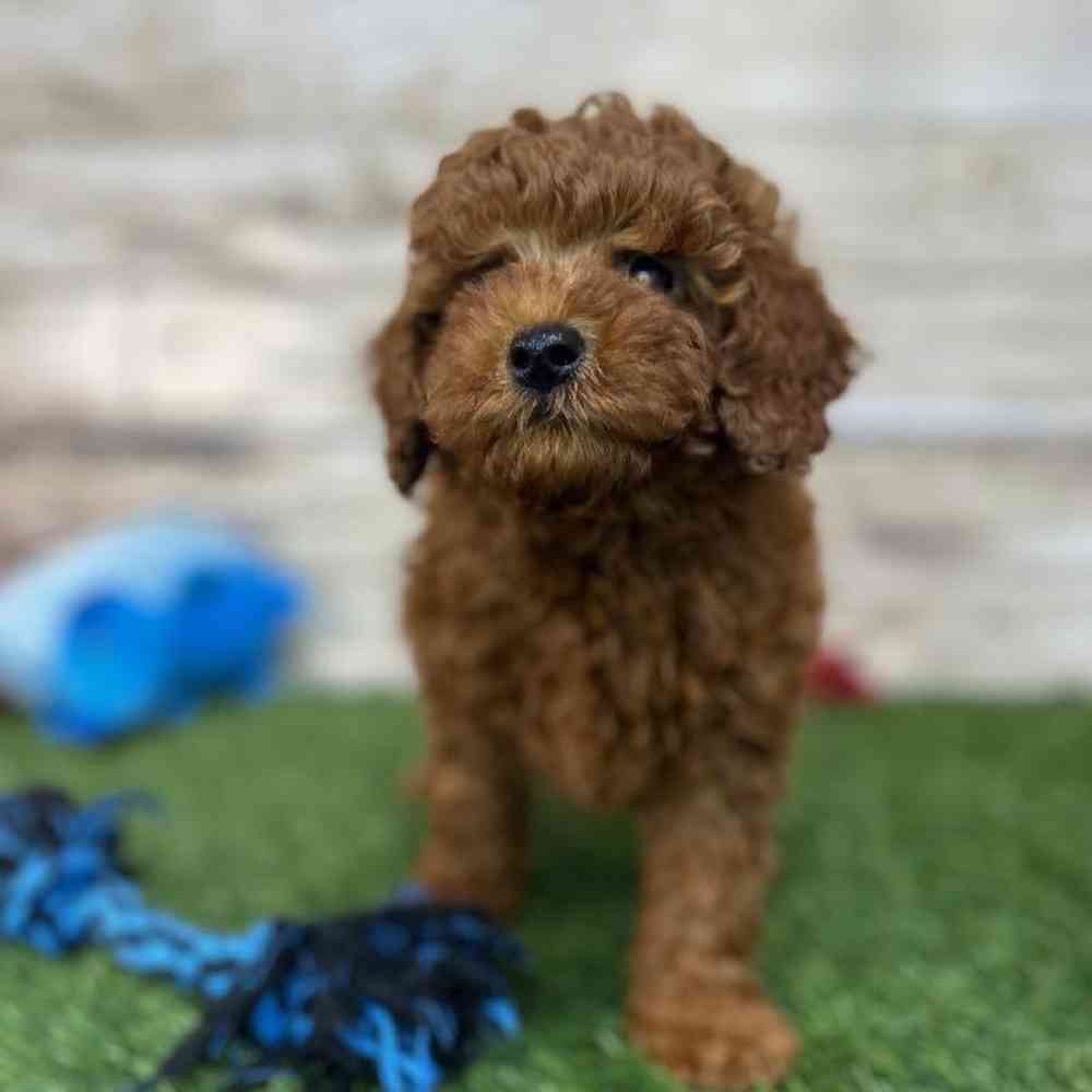 Male Mini Labradoodle 2nd Gen Puppy for Sale in Saugus, MA
