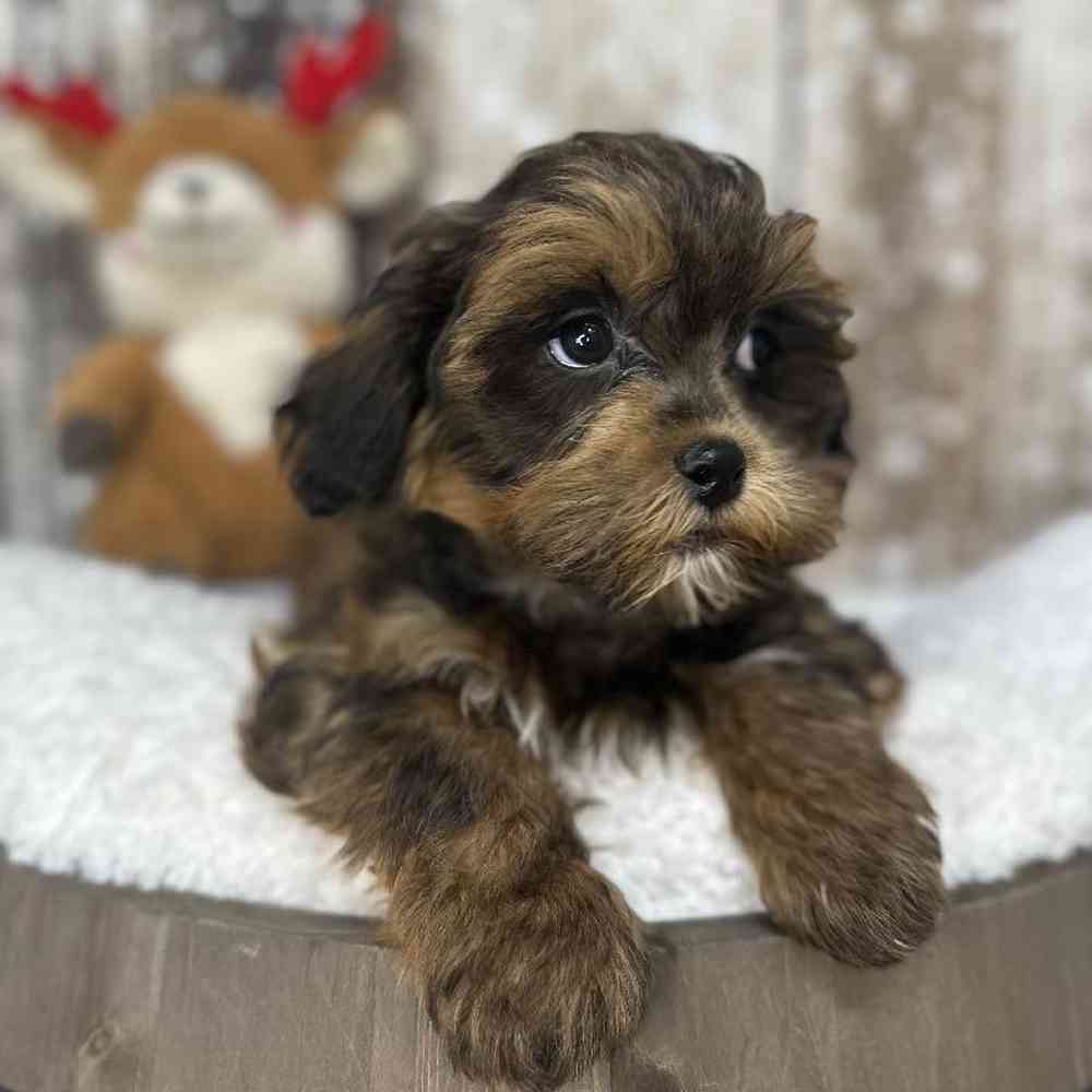 Male Shih-Poo Puppy for Sale in Saugus, MA
