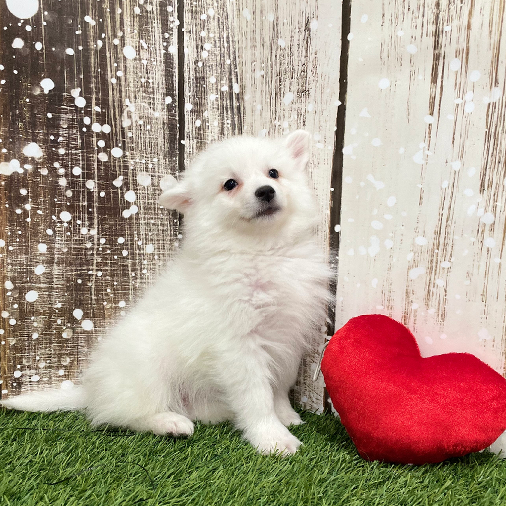 Female American Eskimo Puppy for Sale in Braintree, MA
