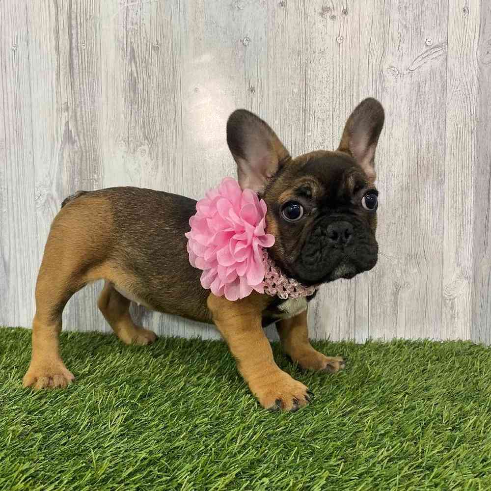 Female French Bulldog Puppy for Sale in Saugus, MA