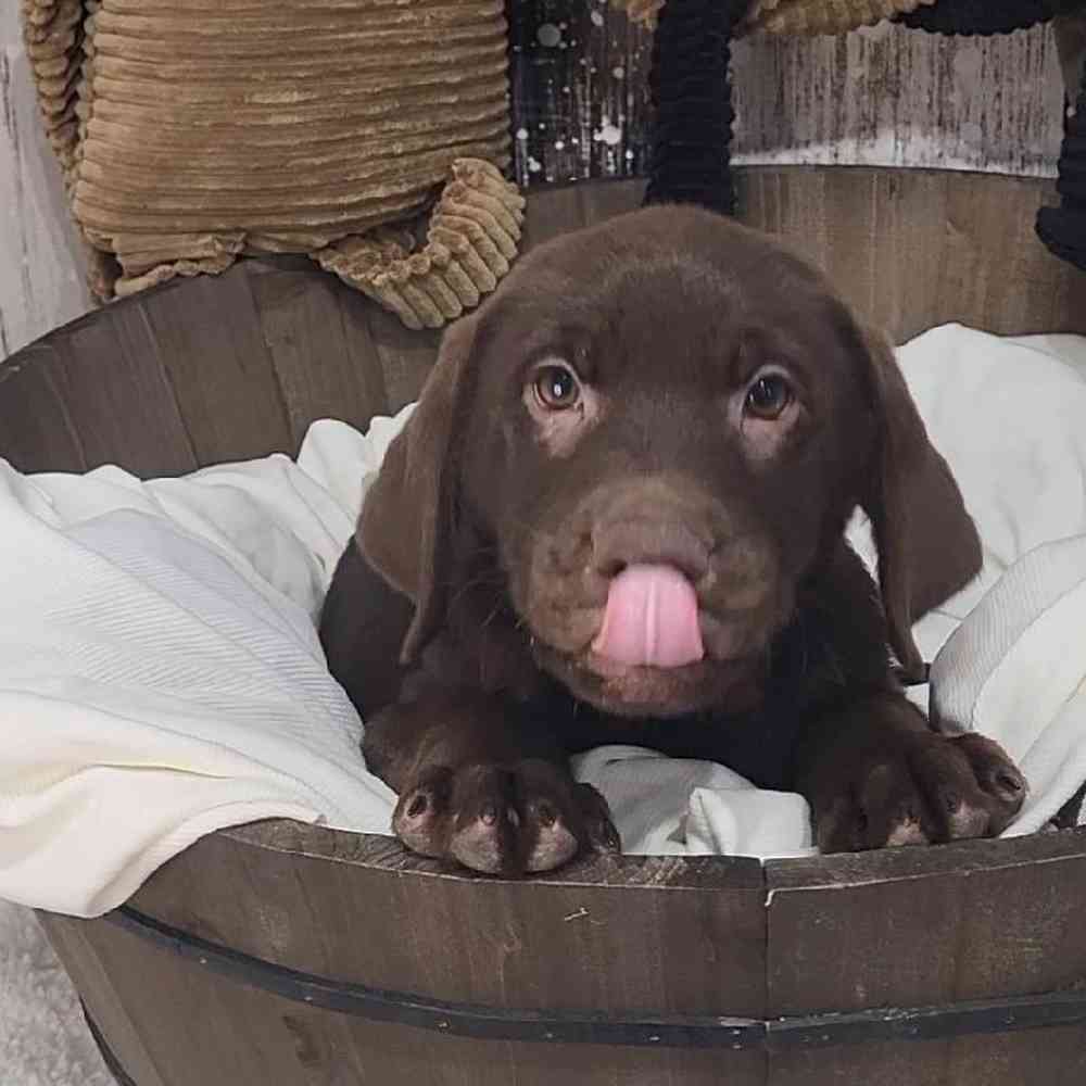 Male Labrador Retriever Puppy for Sale in Saugus, MA