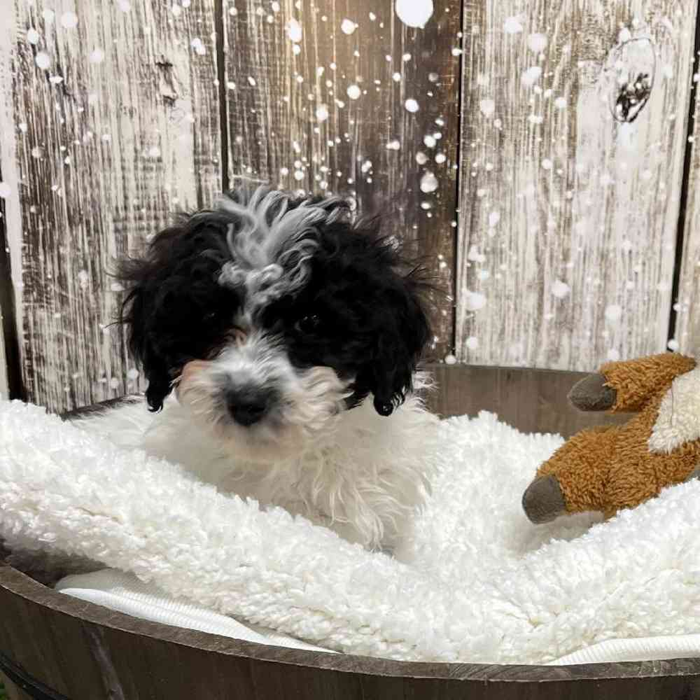 Female Cavachon Puppy for Sale in Saugus, MA
