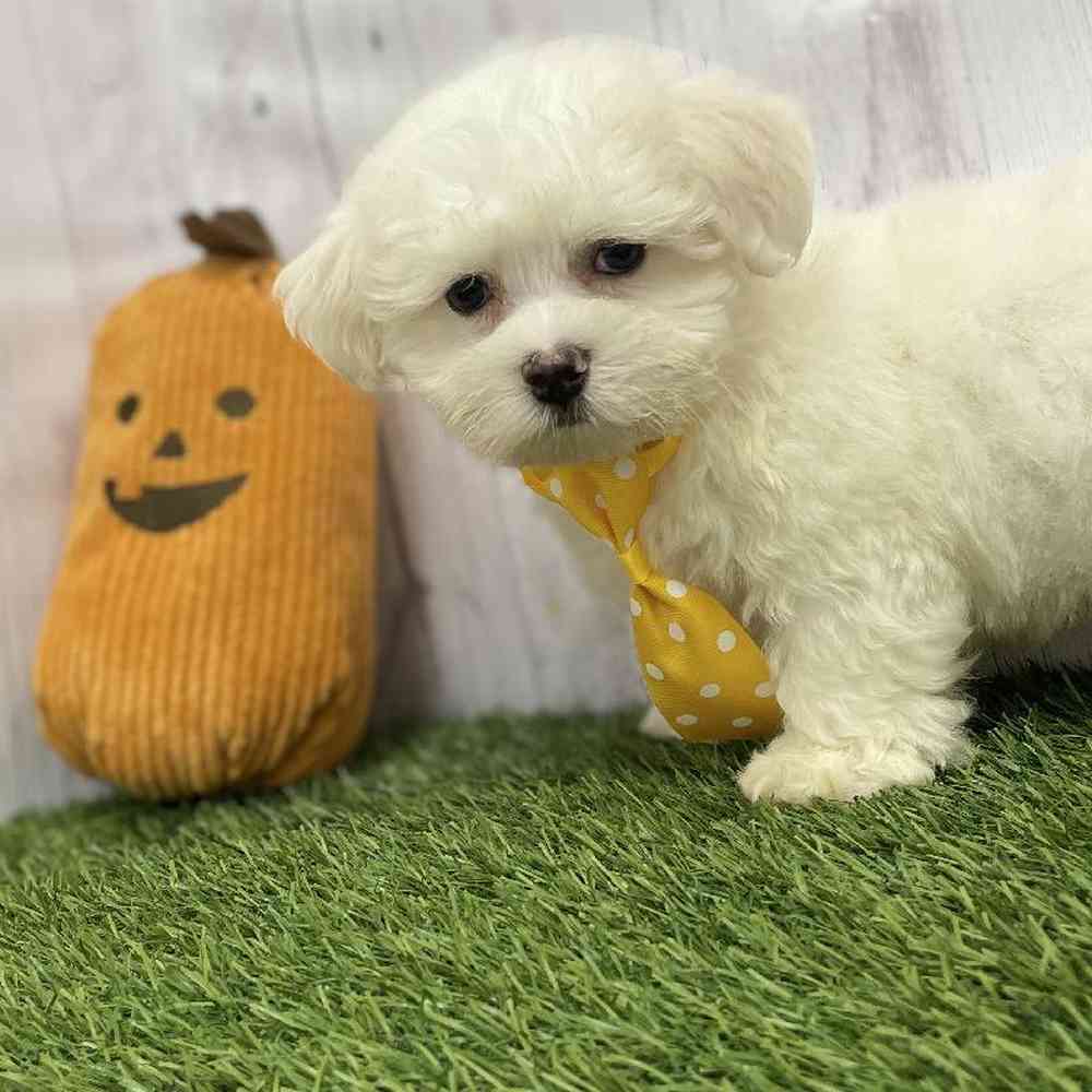 Male Coton De Tulear Puppy for Sale in Braintree, MA