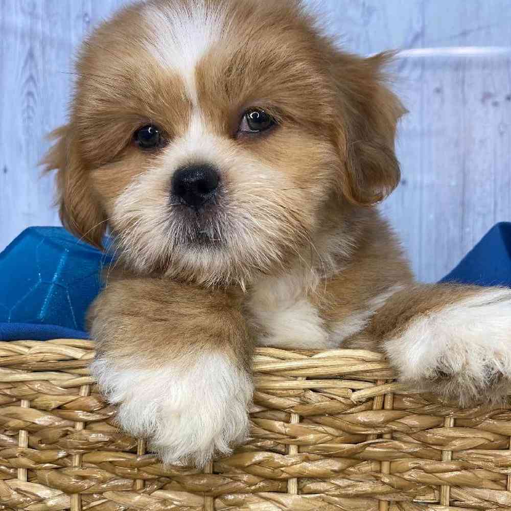 Male Lhasa Apso Puppy for Sale in Saugus, MA