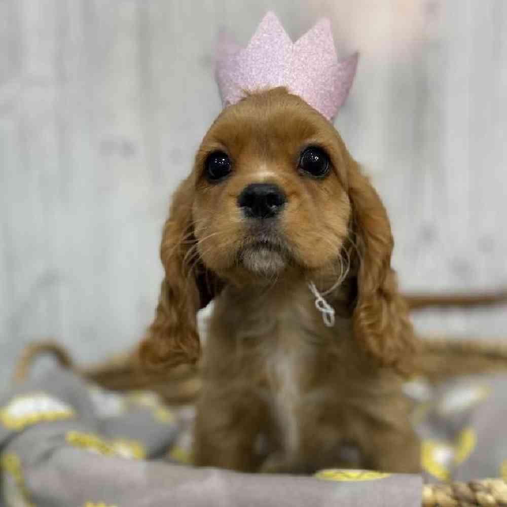 Female Cockalier Puppy for sale