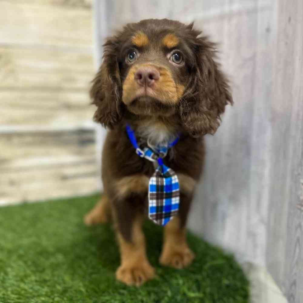 Male Cotralian (Mini Aussie/Cocker Spaniel) Puppy for Sale in Saugus, MA