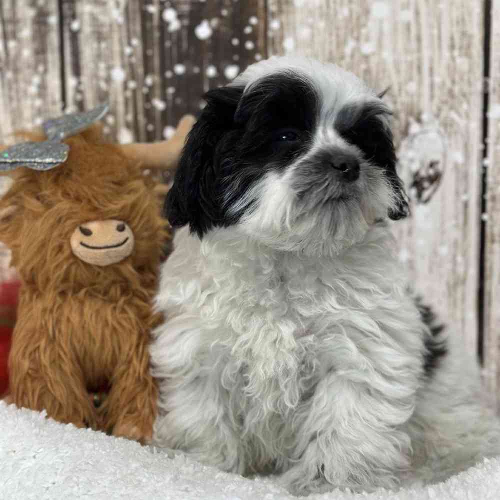 Male Teddy Bear (Zuchon) Puppy for Sale in Saugus, MA