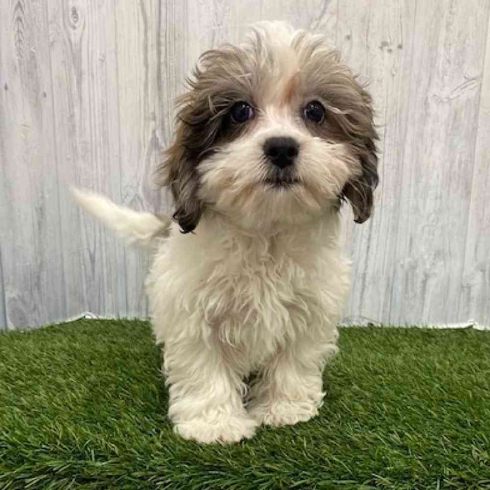 Male Shih-Poo Puppy for Sale in Braintree, MA