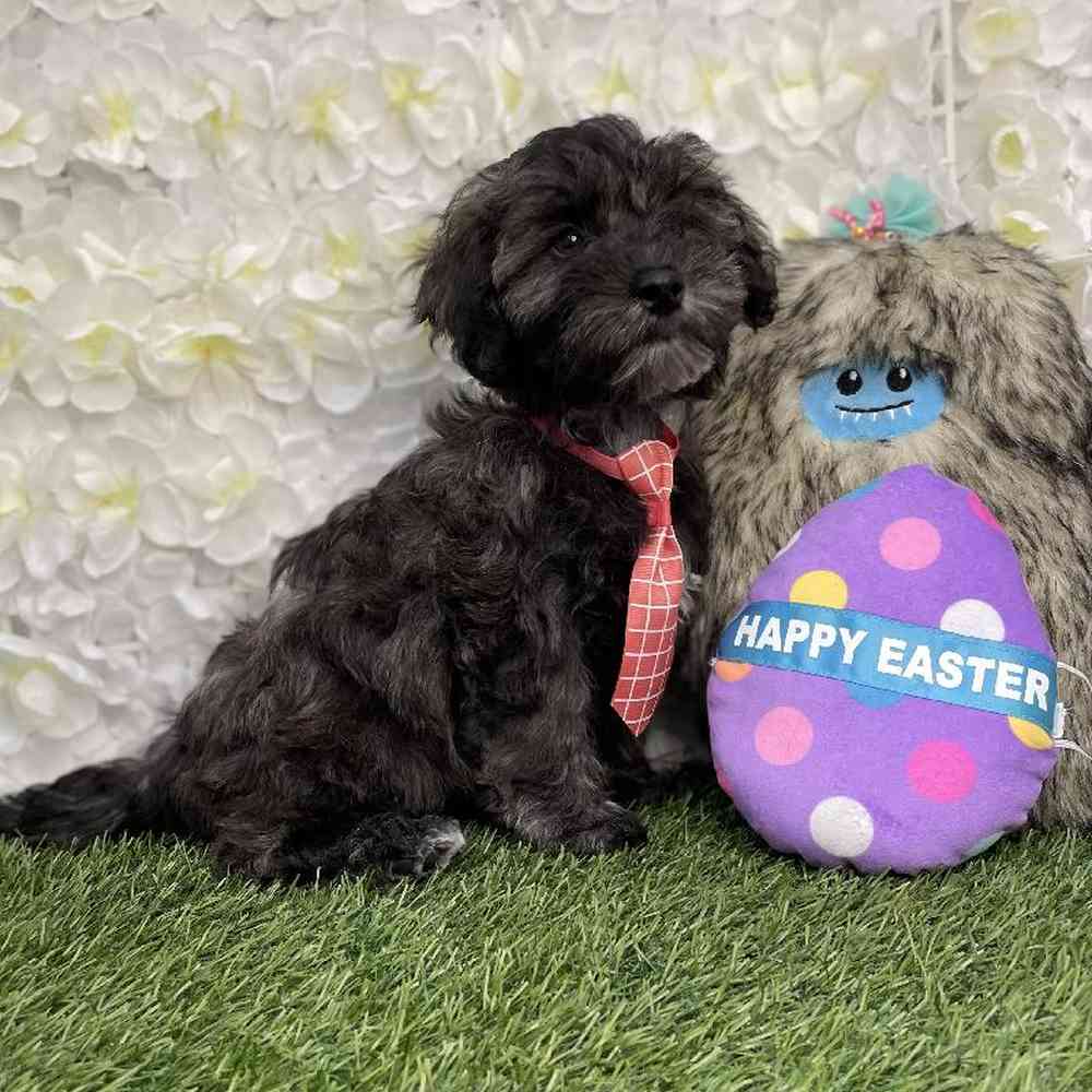 Male Schnoodle Puppy for Sale in Braintree, MA