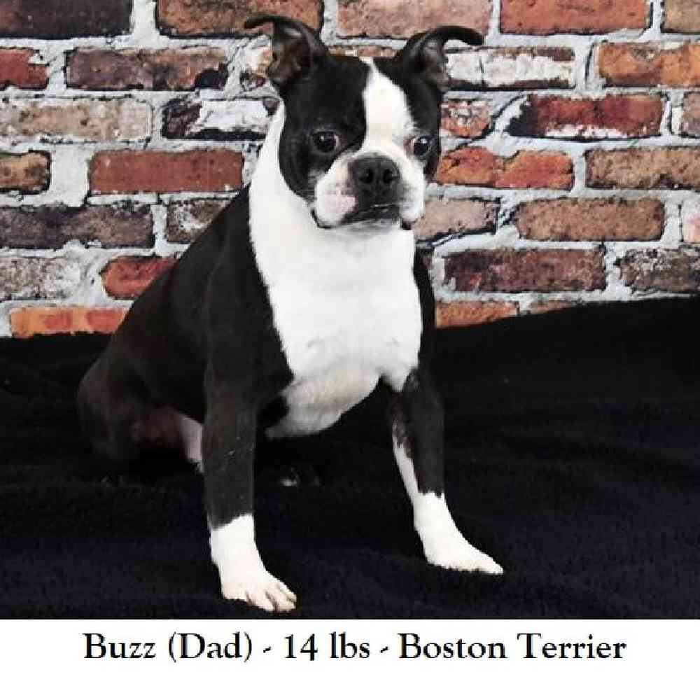 Male Boston Terrier Puppy for Sale in Braintree, MA