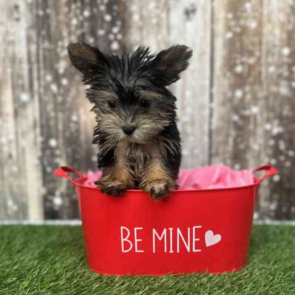 Female Biewer Yorkshire Terrier Puppy for Sale in Saugus, MA