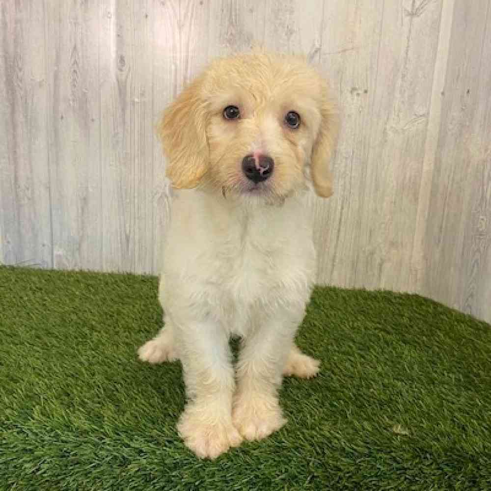 Male Mini Labradoodle Puppy for sale