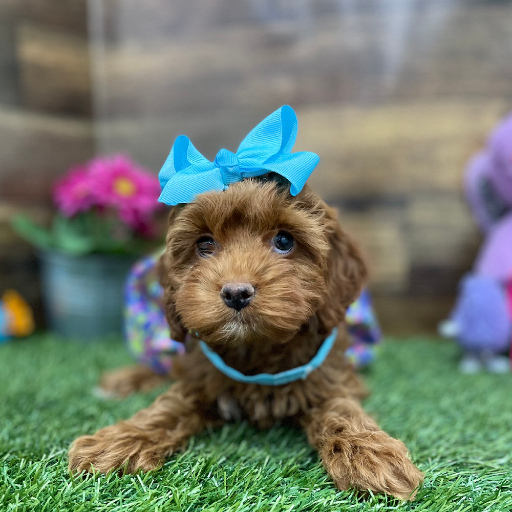 Female Cockapoo Puppy for Sale in Braintree, MA