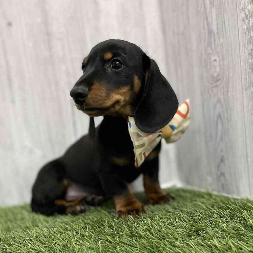 Male Dachshund Puppy for Sale in Braintree, MA