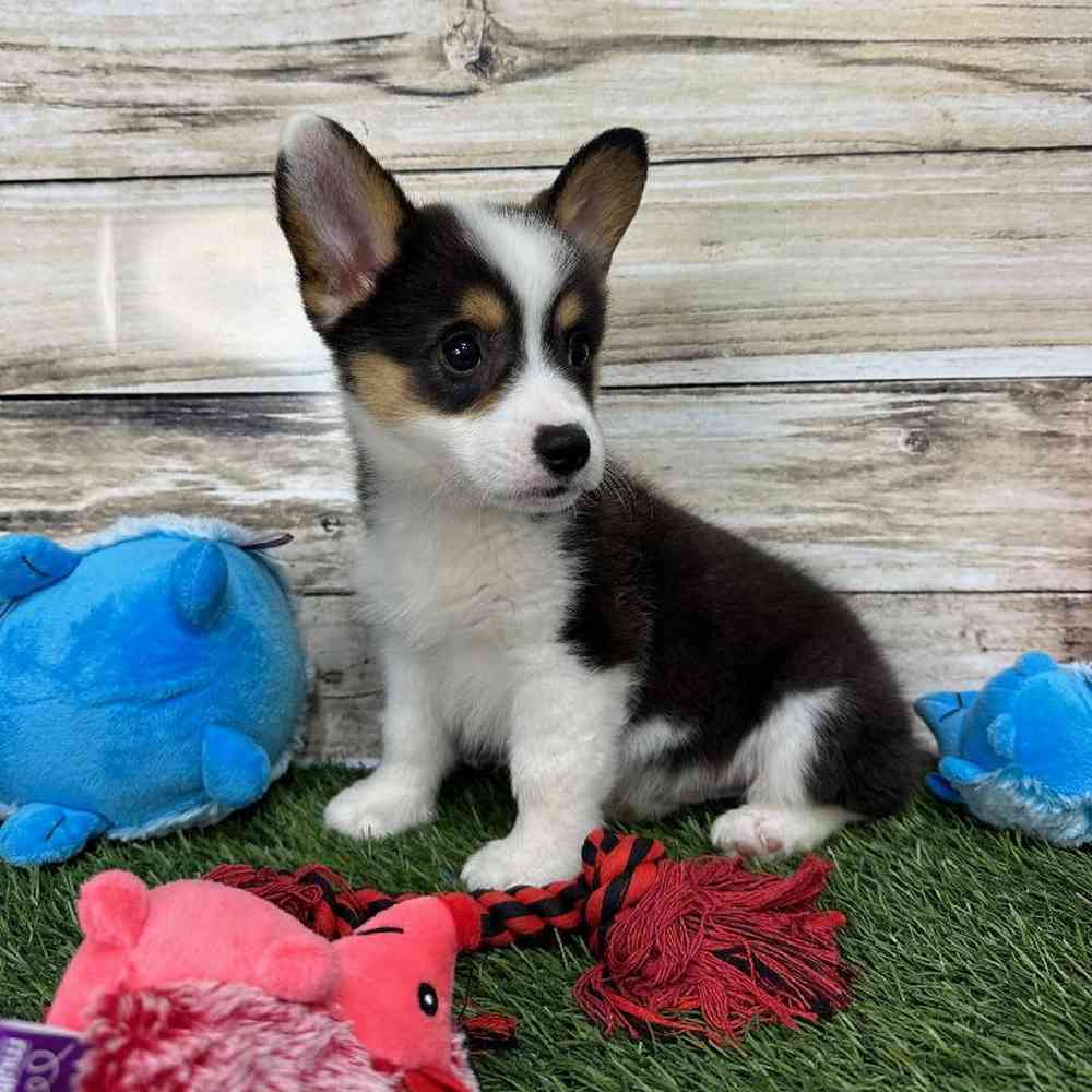 Male Pembroke Welsh Corgi Puppy for Sale in Saugus, MA