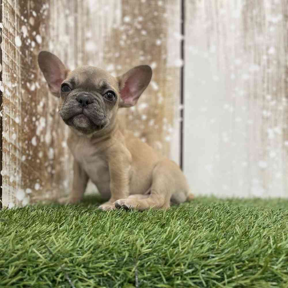 Female French Bulldog Puppy for Sale in Braintree, MA