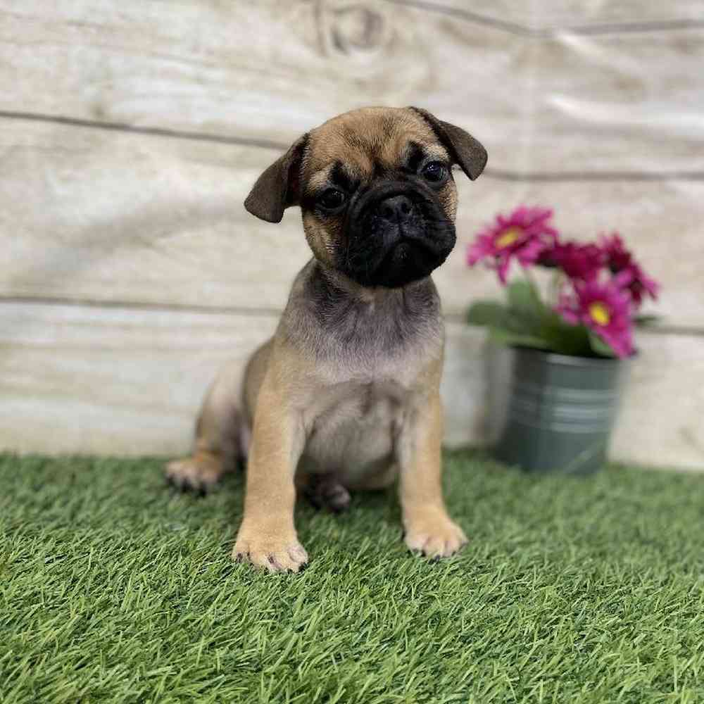 Female Frug Puppy for Sale in Braintree, MA