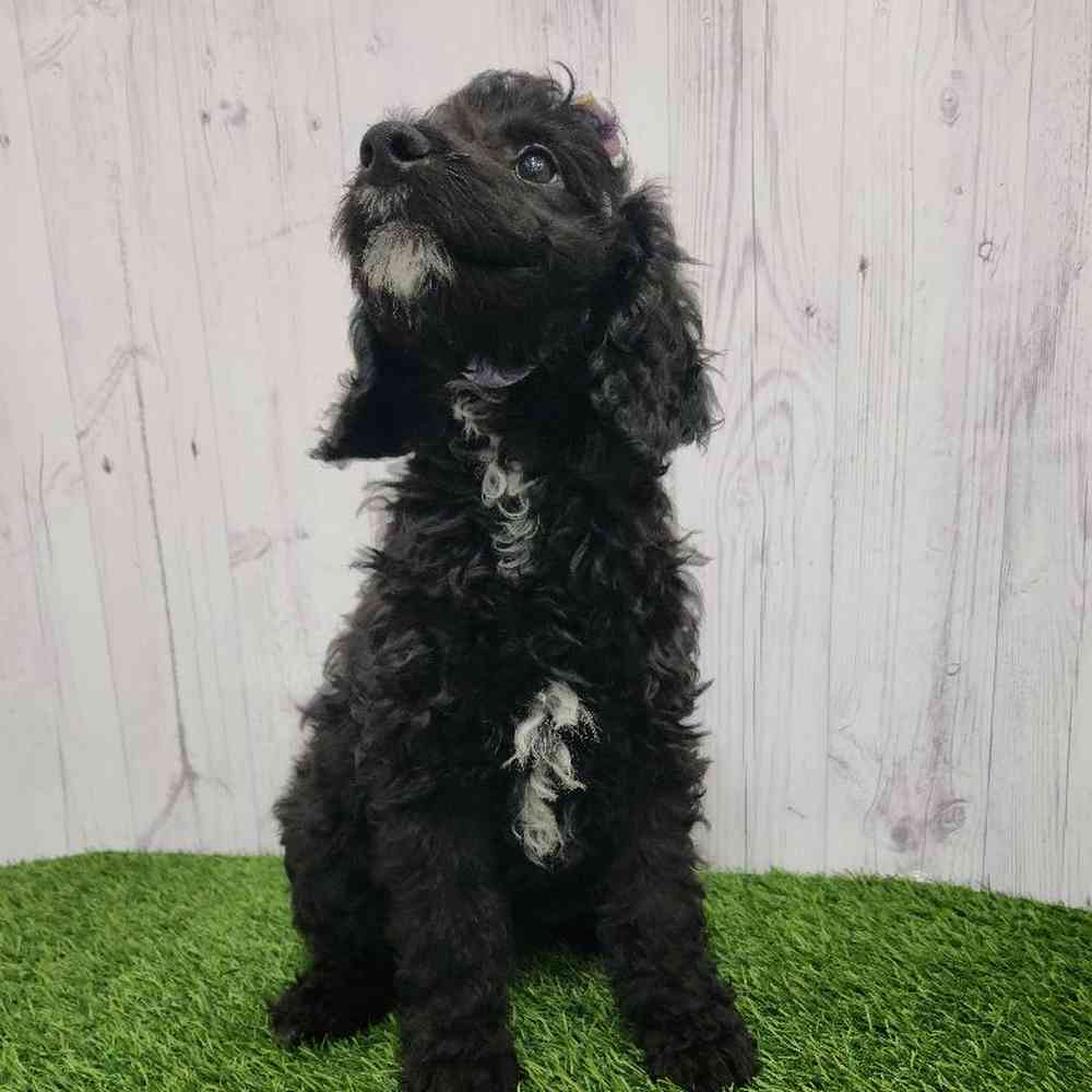 Female Mini Goldendoodle 2nd Gen Puppy for Sale in Braintree, MA