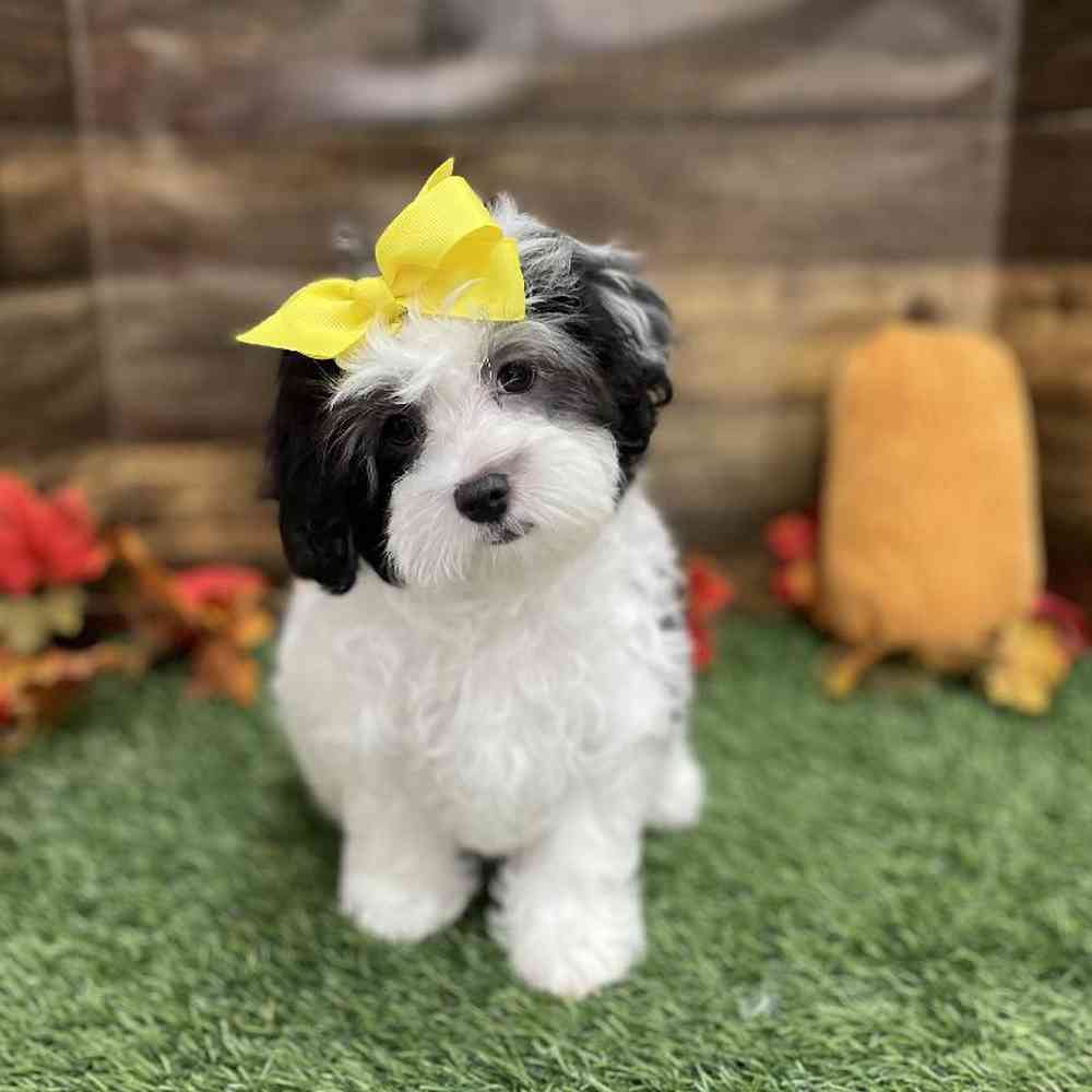 Female Lhasa-Poo Puppy for Sale in Braintree, MA