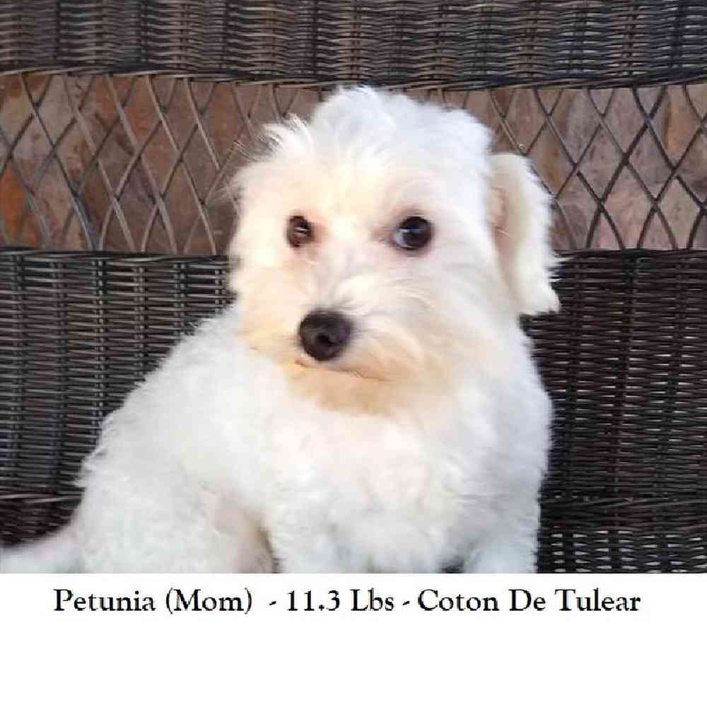 Male Coton De Tulear Puppy for Sale in Saugus, MA