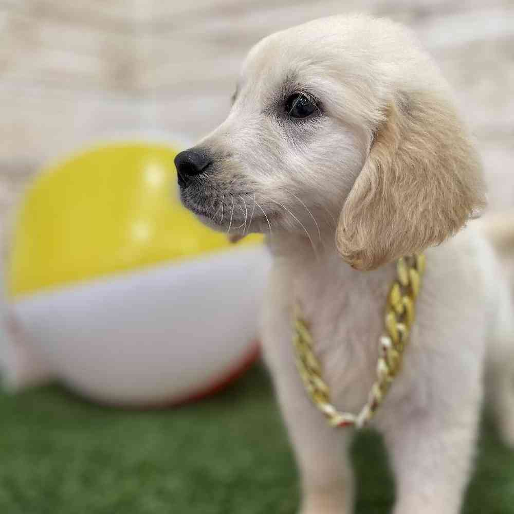Male Golden Retriever Puppy for Sale in Braintree, MA