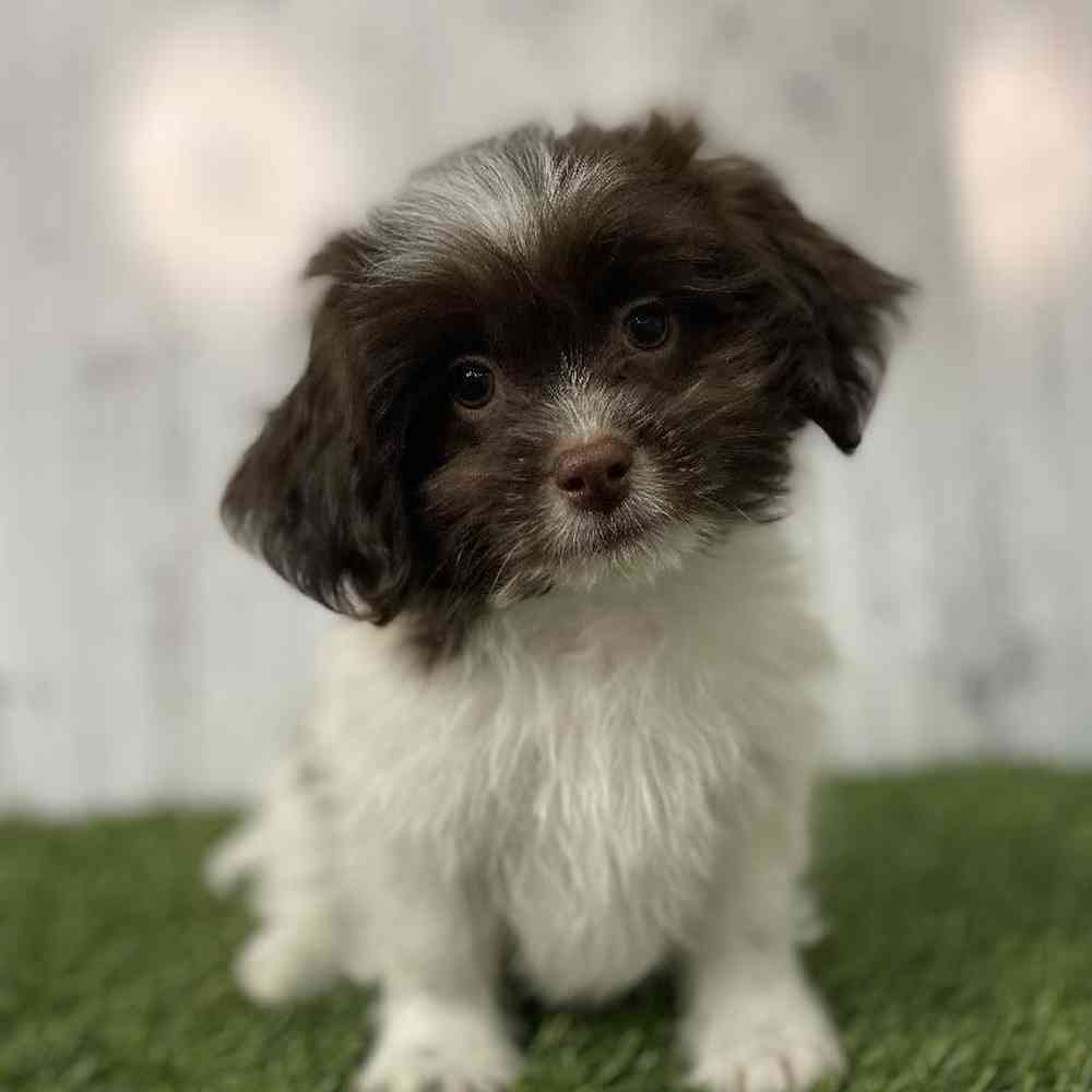 Male Shih-Poo Puppy for sale
