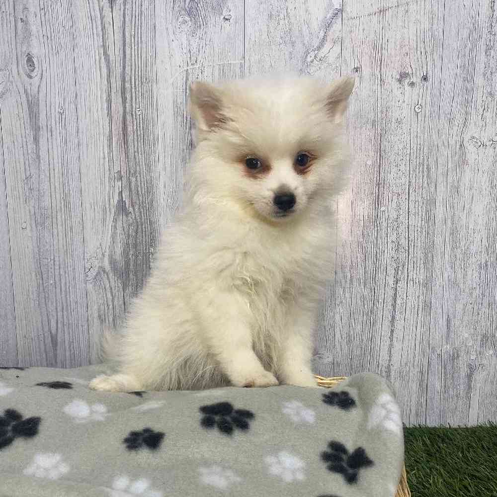 Female American Eskimo Puppy for Sale in Saugus, MA