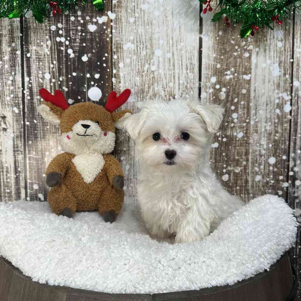 Female Maltese Puppy for Sale in Saugus, MA