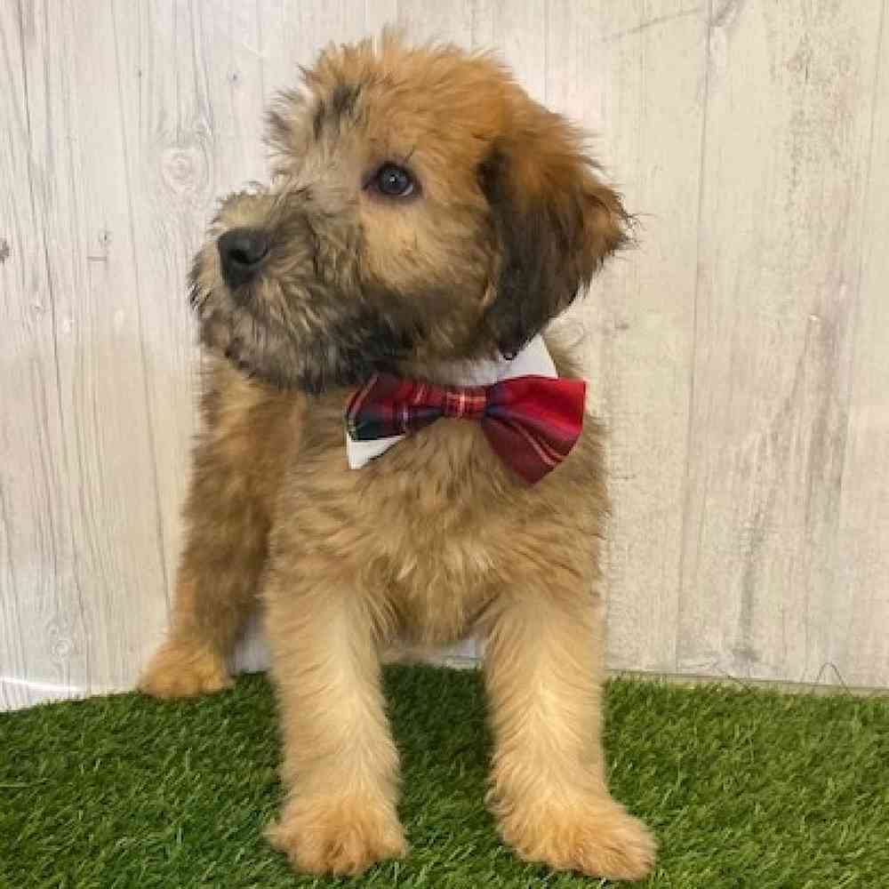 Male Soft Coated Wheaten Terrier Puppy for sale
