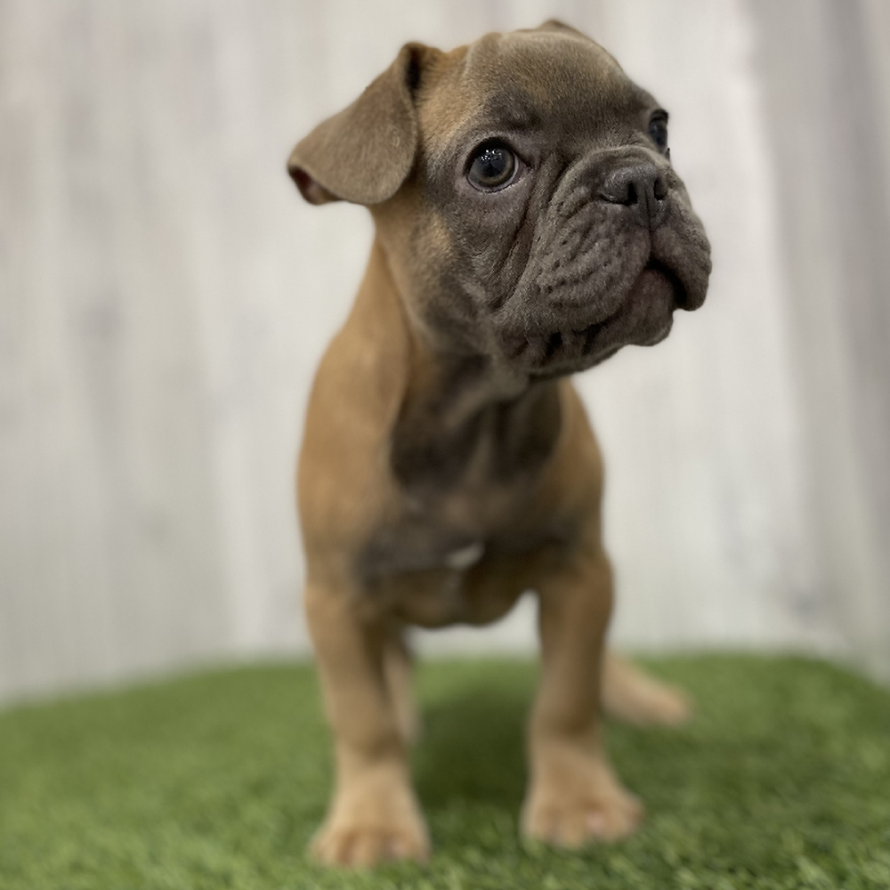 Male French Bulldog Puppy for Sale in Braintree, MA