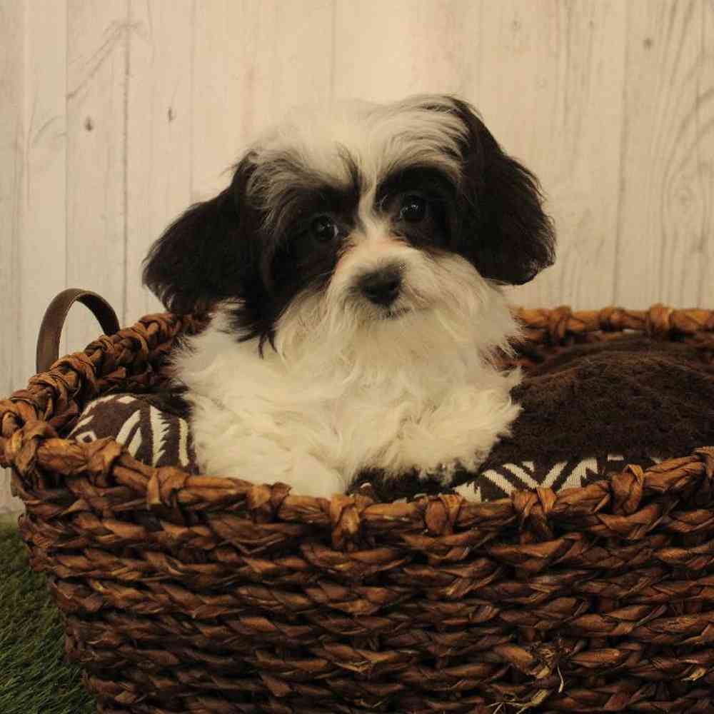 Female Shih-Poo Puppy for Sale in Saugus, MA