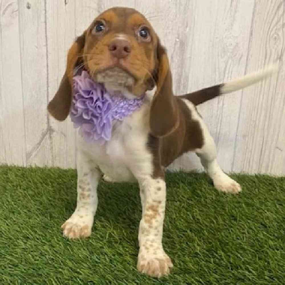 Female Beagle Puppy for sale