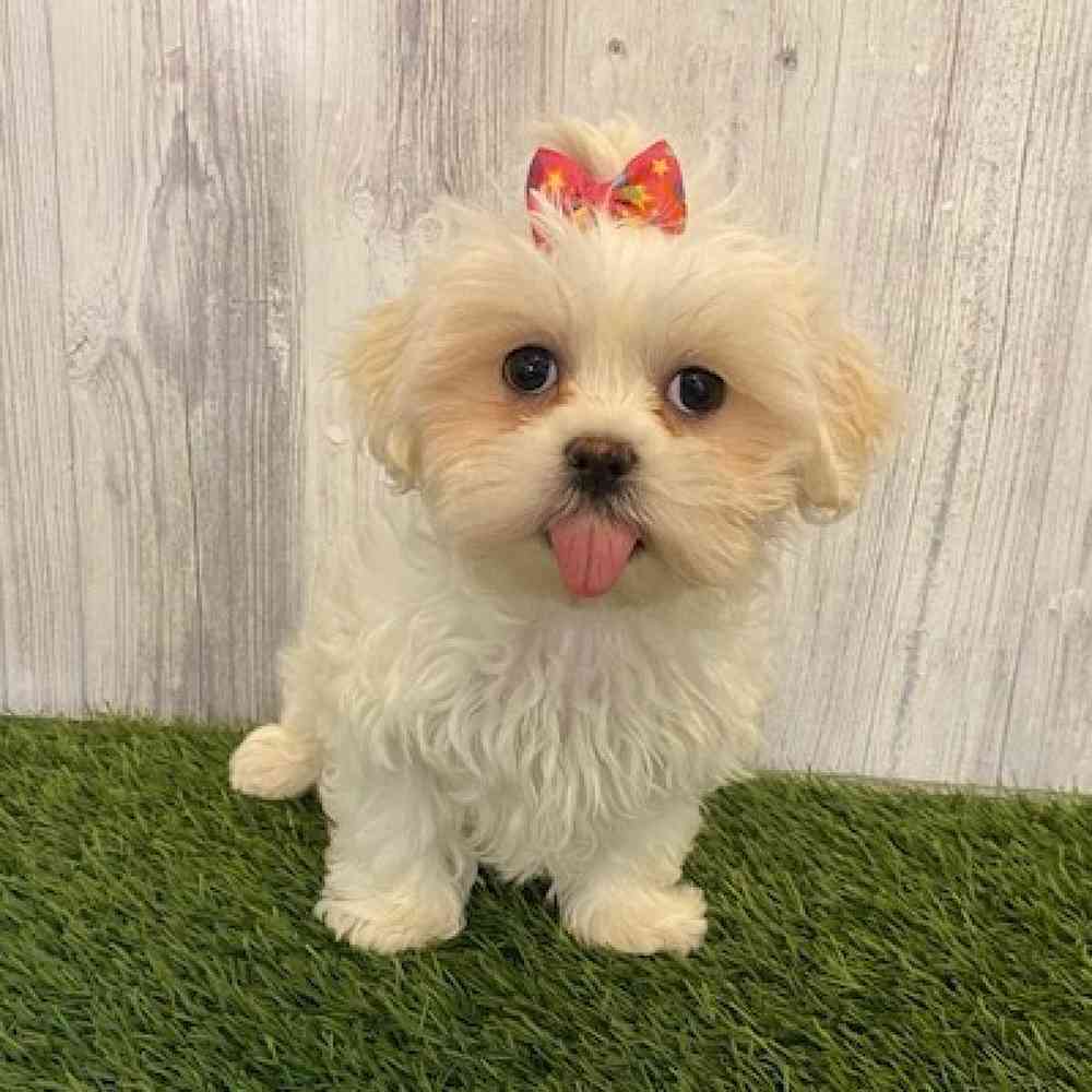 Female Malshi Puppy for sale