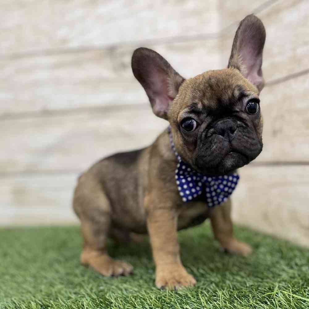 Male French Bulldog Puppy for Sale in Braintree, MA
