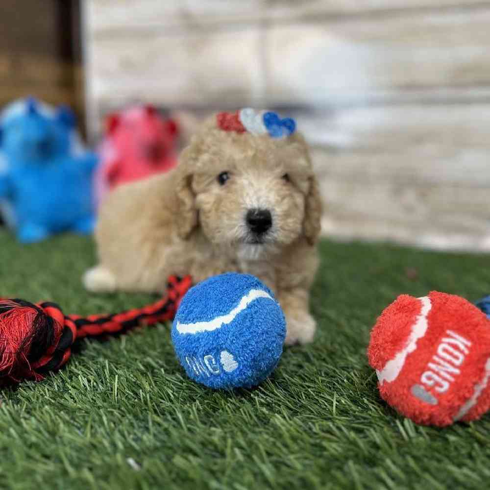 Female Poodle (MINI) Puppy for Sale in Saugus, MA