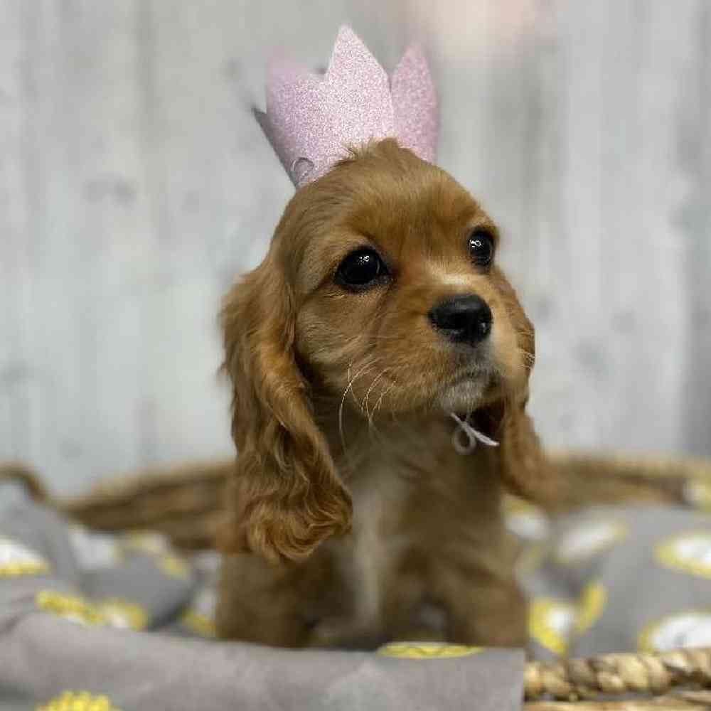 Female Cockalier Puppy for sale