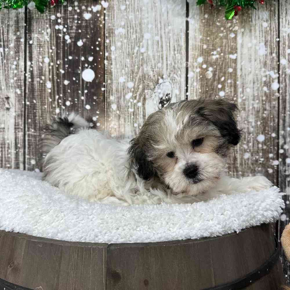 Male Teddy Bear (Zuchon) Puppy for Sale in Saugus, MA