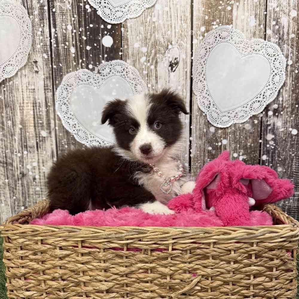 Female Miniature Australian Shepherd Puppy for Sale in Saugus, MA