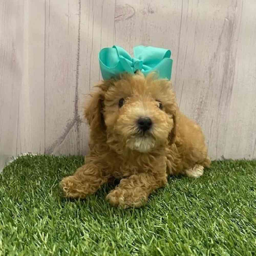 Female Poodle (MINI) Puppy for Sale in Braintree, MA