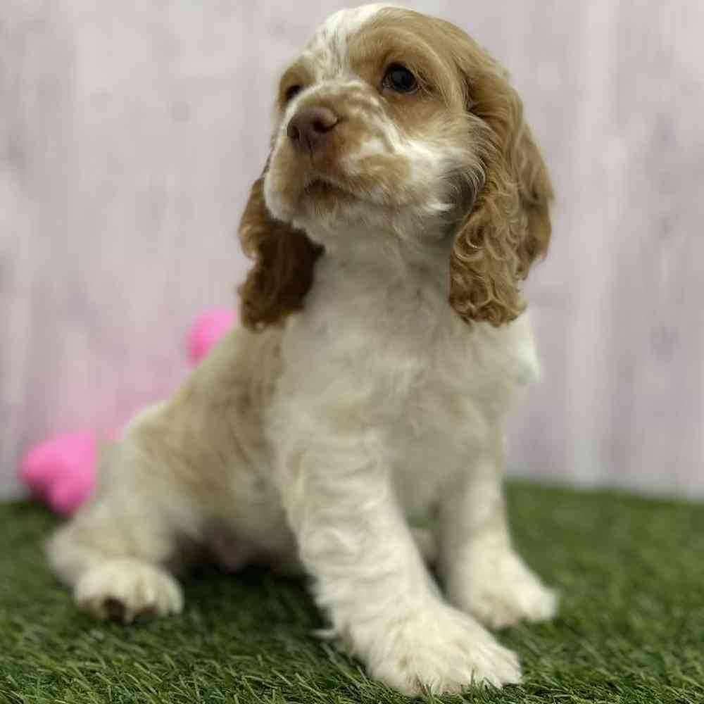 Female Cocker Spaniel Puppy for Sale in Braintree, MA