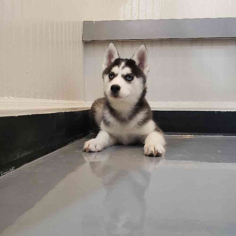 Female Siberian Husky Puppy for sale